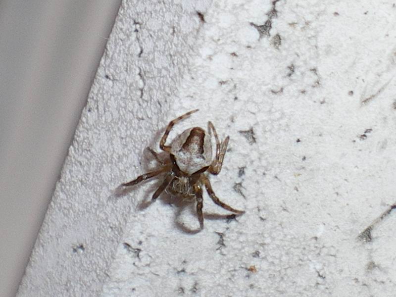 Araneus sp.